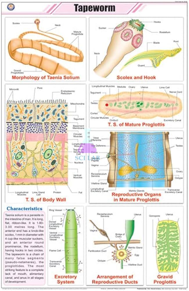 Tapeworm Life Cycle Educational Chart